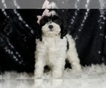Small Photo #12 Cavapoo (Miniature) Puppy For Sale in WARSAW, IN, USA