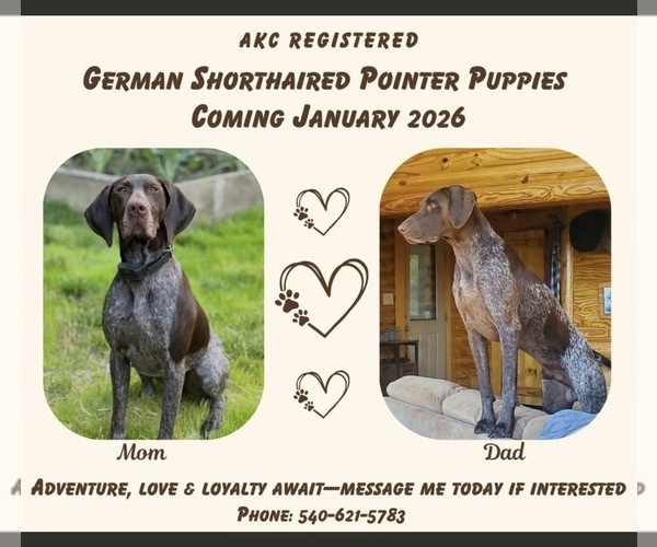 Medium Photo #1 German Shorthaired Pointer Puppy For Sale in KING GEORGE, VA, USA