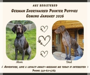 German Shorthaired Pointer Puppy for sale in KING GEORGE, VA, USA