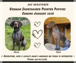 Small German Shorthaired Pointer
