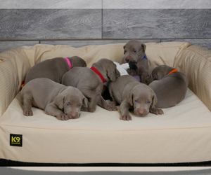 Weimaraner Litter for sale in OGDEN, UT, USA