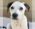 Small #5 Labrador Retriever Mix