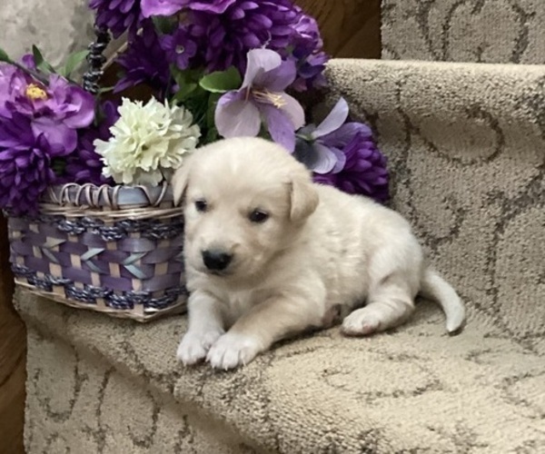Medium Photo #1 Goberian Puppy For Sale in LOYAL, WI, USA