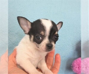 Chihuahua Puppy for sale in CABOOL, MO, USA