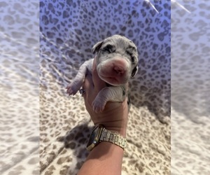 Great Dane Puppy for sale in LOVELAND, CO, USA