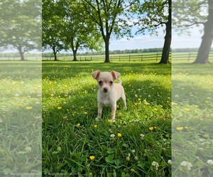 Chihuahua Puppy for sale in SEBRING, FL, USA