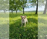 Small Chihuahua