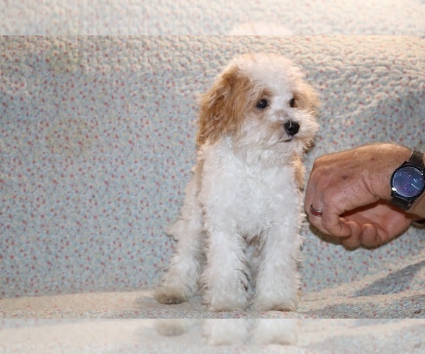 Medium Photo #12 Goldendoodle (Miniature) Puppy For Sale in DYERSBURG, TN, USA