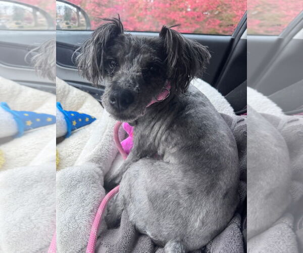 Medium Photo #2 Poodle (Miniature)-Unknown Mix Puppy For Sale in Fenton, MO, USA