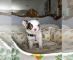 Small #1 Chihuahua