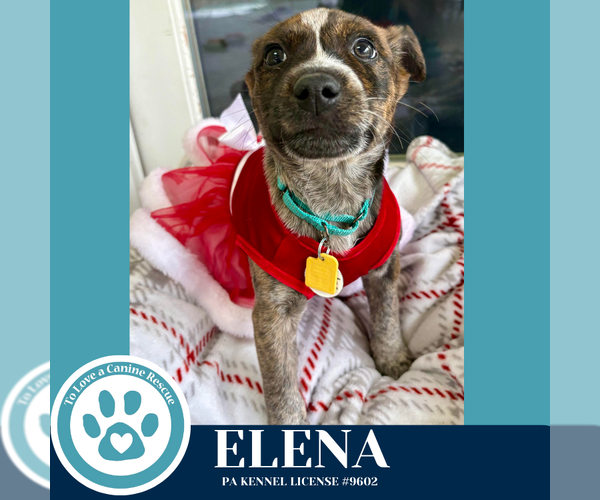 Medium Photo #2 Carolina Dog-Unknown Mix Puppy For Sale in Kimberton, PA, USA