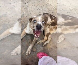 Siberian Husky-Unknown Mix Dogs for adoption in Calgary, Alberta, Canada