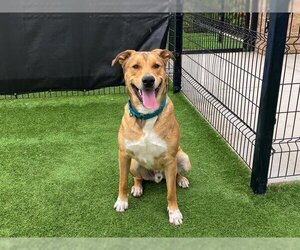 Black Mouth Cur-Unknown Mix Dogs for adoption in Orange, CA, USA