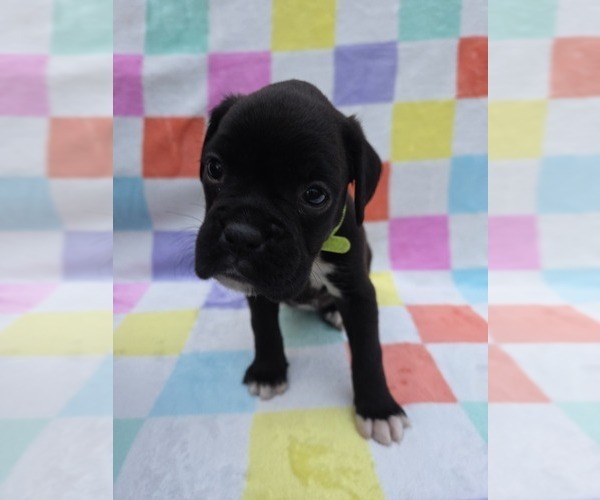 Medium Photo #6 Boxer Puppy For Sale in OPELIKA, AL, USA