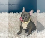 Small Photo #1 French Bulldog Puppy For Sale in COVINGTON, GA, USA
