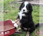 Small Photo #8 Bernedoodle Puppy For Sale in EAST EARL, PA, USA