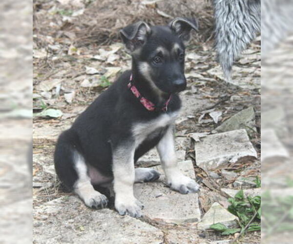 Medium Photo #1 German Shepherd Dog Puppy For Sale in FRIENDSWOOD, TX, USA