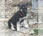 Small Photo #1 German Shepherd Dog Puppy For Sale in FRIENDSWOOD, TX, USA