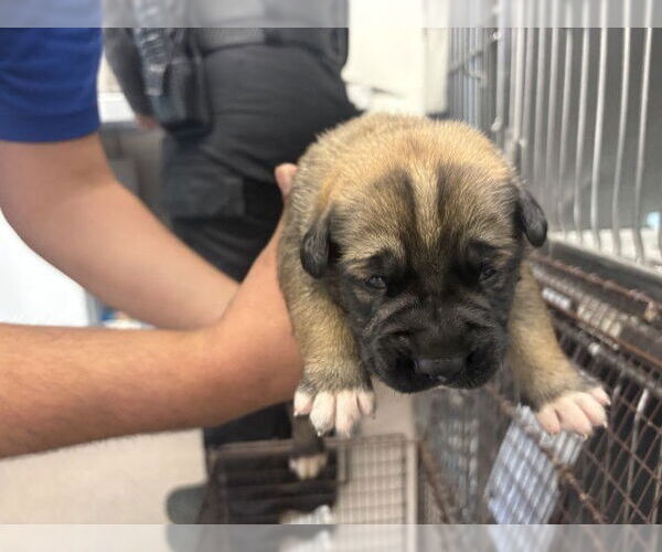 Medium Photo #1 Mutt Puppy For Sale in San Bernardino, CA, USA