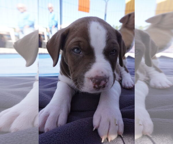 Medium Photo #3 American Staffordshire Terrier-Siberian Husky Mix Puppy For Sale in Chester, VA, USA