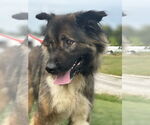 Small #3 Anatolian Shepherd Mix