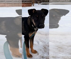 Shepradors Dogs for adoption in Princeton, MN, USA