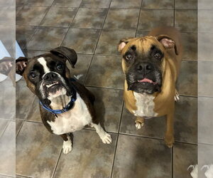JAXON - Male Boxer Dog for Adoption - Photo #20