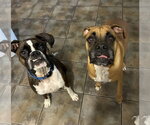 Small Photo #20 Boxer Puppy For Sale in  Katy, TX, USA