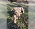 Small #2 Beagle-Chihuahua Mix