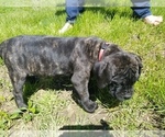 Small Photo #45 Mastiff Puppy For Sale in FULTON, NY, USA