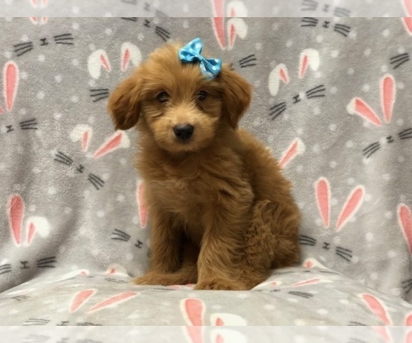 Medium Photo #2 Aussiedoodle Puppy For Sale in LAKELAND, FL, USA
