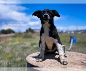 Australian Shepherd-Mutt Mix Dogs for adoption in ENGLEWOOD, CO, USA