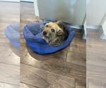 Small #2 Cairn Terrier Mix