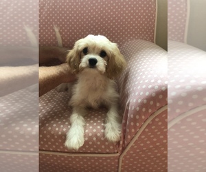 Cavachon Puppy for sale in KNOXVILLE, TN, USA