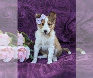 Medium Shetland Sheepdog