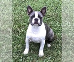Small Photo #1 Boston Terrier Puppy For Sale in PIKEVILLE, NC, USA