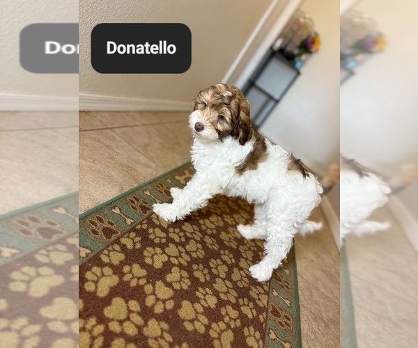 Medium Photo #8 Poovanese Puppy For Sale in TUCSON, AZ, USA