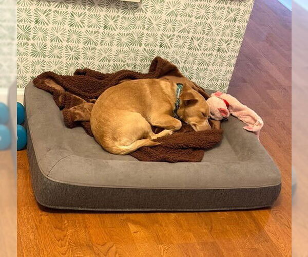 Medium Photo #10 Dachshund-Unknown Mix Puppy For Sale in Wheaton, IL, USA