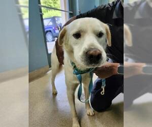 Labrador Retriever-Unknown Mix Dogs for adoption in Newton, NC, USA