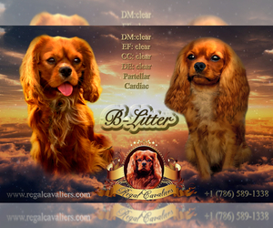 Father of the Cavalier King Charles Spaniel puppies born on 08/03/2019
