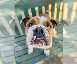 Athena - Female Bulldog Dog for Adoption - Photo #5