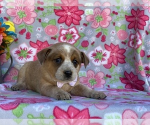 Australian Cattle Dog Puppy for sale in LANCASTER, PA, USA