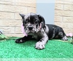 Small #2 American Staffordshire Terrier-French Bulldog Mix