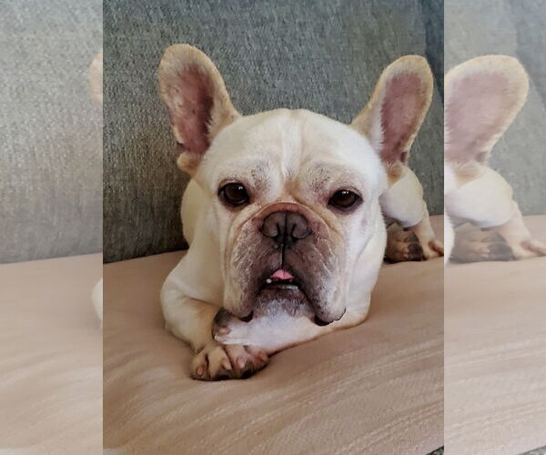 Medium Photo #18 French Bulldog Puppy For Sale in St. Louis Park, MN, USA