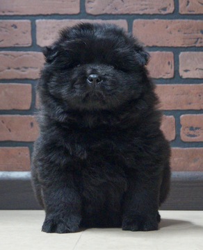 Medium Photo #2 Chow Chow Puppy For Sale in NAPPANEE, IN, USA
