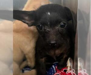 Mutt Dogs for adoption in San Martin, CA, USA