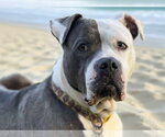 Small #9 American Bulldog