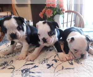 Boston Terrier Puppy for sale in SAINT CLAIR SHORES, MI, USA