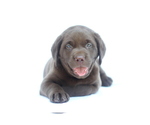 Small Photo #1 Labrador Retriever Puppy For Sale in PIEDMONT, SC, USA