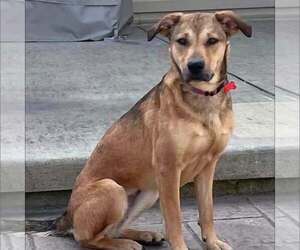 Mutt Dogs for adoption in New Oxford , PA, USA